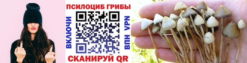 Псилоцибиновые грибы прущие грибы  Купино 